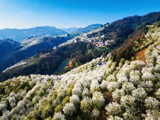 加级寨梨花+阿细祭火节6天：建水蚁工坊、个旧加级寨梨花、弥勒阿细祭火狂欢、东风韵 商品图6