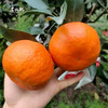 【明日见柑橘】伙记优选四川新鲜水果 明日见柑橘 精选中大果 4.5斤装 现摘现发橘子 原产地直发 不打药 细嫩化渣 汁多味浓 商品缩略图5