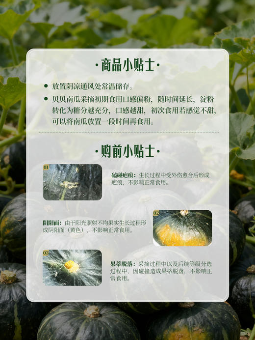 MM 山姆 贝贝南瓜 2.2kg 商品图6