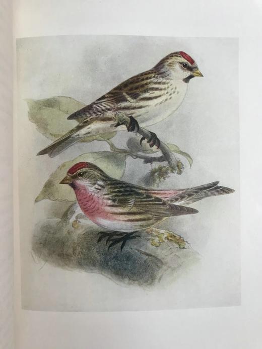 工坊特装本！1907年 英国鸟类图鉴 100幅彩色插图 真皮精装18开 商品图5