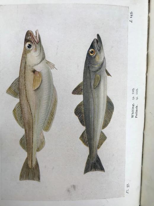 1925年 不列颠群岛鱼类图鉴 278幅插图（128幅彩色） 精装64开 商品图7