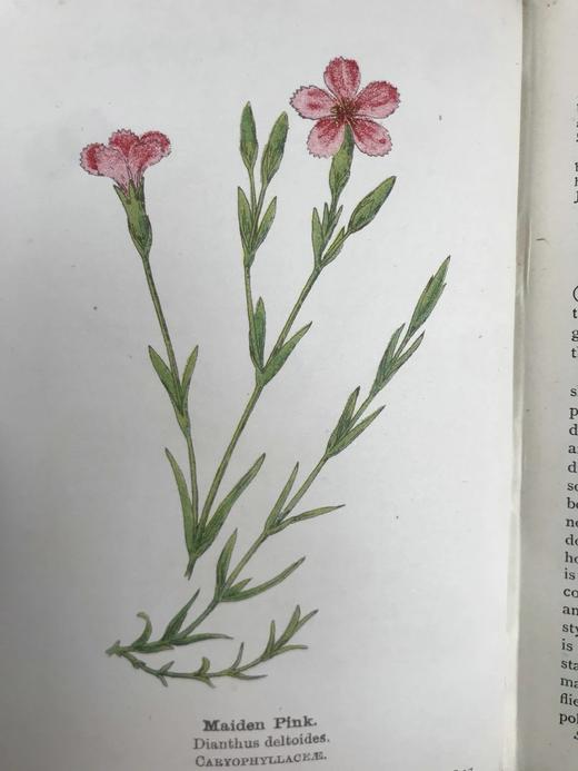 约20世纪早期 路边与林地野花指南（2卷） 257幅彩色与大量黑白插图 精装64开 商品图8