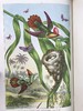 工坊特装本！1906年 宏观与微观宇宙 276幅版画插图 全真皮精装大32开 商品缩略图3