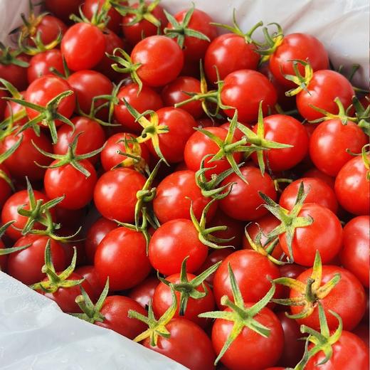 蛙语～高甜爆汁小番茄【净重约2斤】：超甜，爆汁，目前口感超一流的小番茄。 商品图3