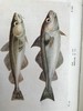 1925年 不列颠群岛鱼类图鉴 278幅插图（128幅彩色） 精装64开 商品缩略图9