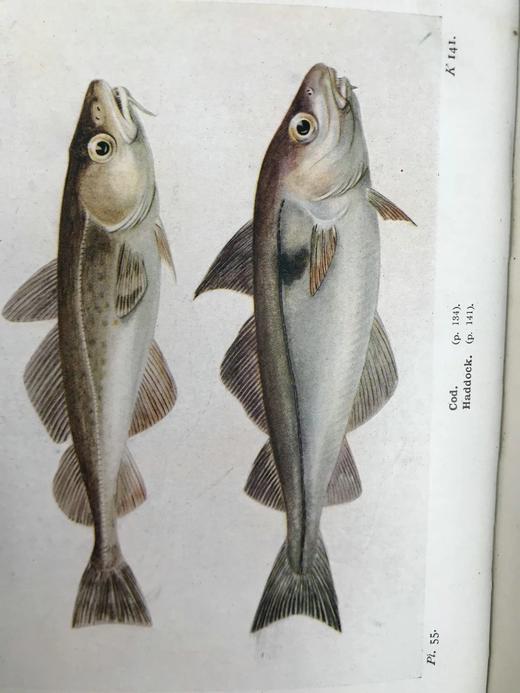 1925年 不列颠群岛鱼类图鉴 278幅插图（128幅彩色） 精装64开 商品图9