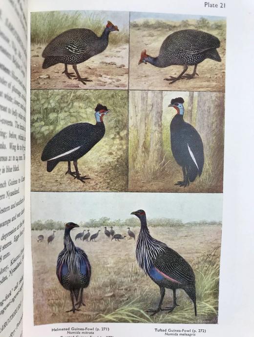 1952年 东非与东北非鸟类图鉴（全2卷） 数百幅插图 漆布精装大32开 商品图5