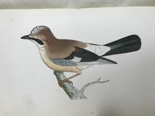 1870年 莫里斯《英国鸟类史》（全6卷） 358幅套色版画插图 漆布精装16开 商品图8