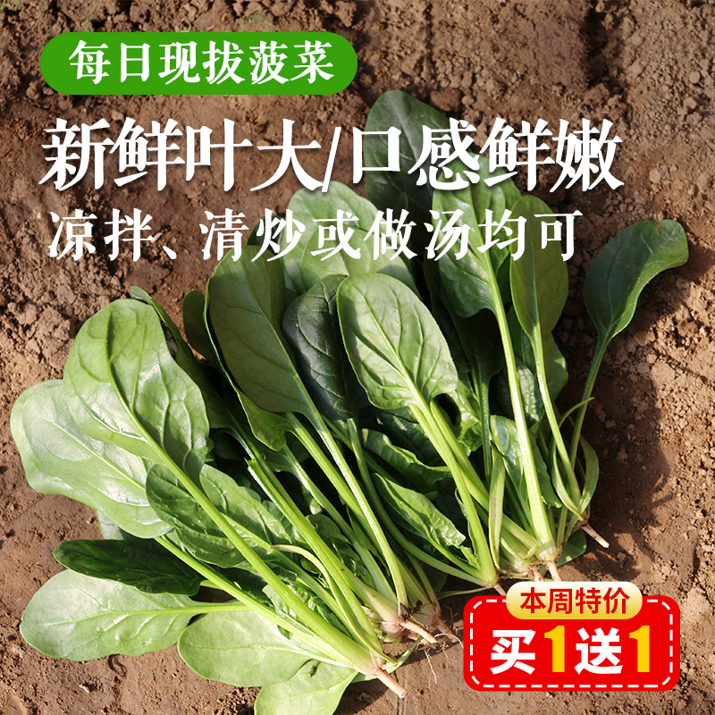 【密云】菠菜 300g 新鲜现摘  细嫩爽口  新鲜可见  菠菜  适合做汤火锅