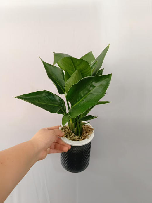 现货轻奢水培天堂鸟 商品图1