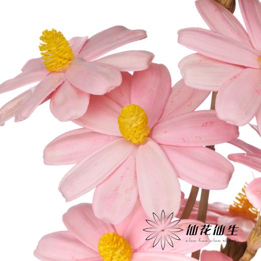 永生花 | 单层瓜子花浅粉色 商品图3