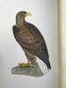 1870年 莫里斯《英国鸟类史》（全6卷） 358幅套色版画插图 漆布精装16开 商品缩略图5