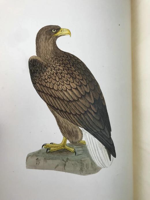 1870年 莫里斯《英国鸟类史》（全6卷） 358幅套色版画插图 漆布精装16开 商品图5