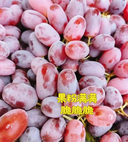 周日取货：【澳洲无籽红提】一份1.5斤左右，脆嫩，无籽，纯甜。 商品图4