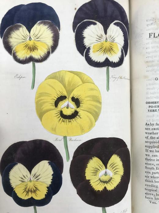 1834年  花艺宝库与园艺师杂志（全13卷） 数百幅手工上色插图 皮脊精装大32开 商品图11