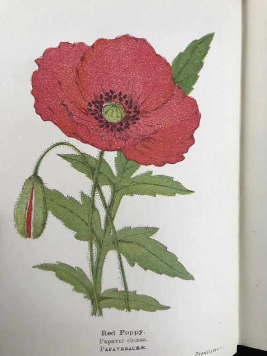 约20世纪早期 路边与林地野花指南（2卷） 257幅彩色与大量黑白插图 精装64开 商品图2