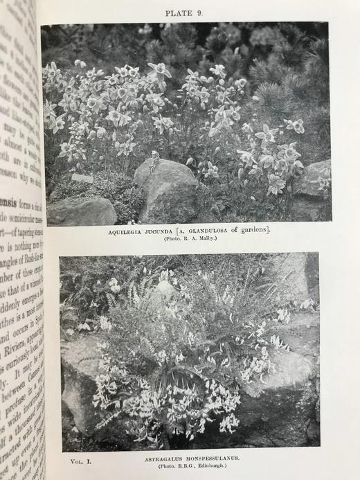 1919年 雷金纳德·法勒《英国岩石园》（全2卷） 105幅插图 真皮精装18开 商品图5