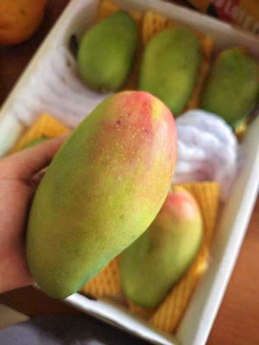 【后熟西施芒】生长在无污染阳光充足的海南岛，新鲜采摘，自然成熟-CC 商品图8