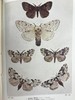 1907-1908年 不列颠群岛蛾类图鉴（2卷） 千余幅彩色插图 精装64开 商品缩略图12