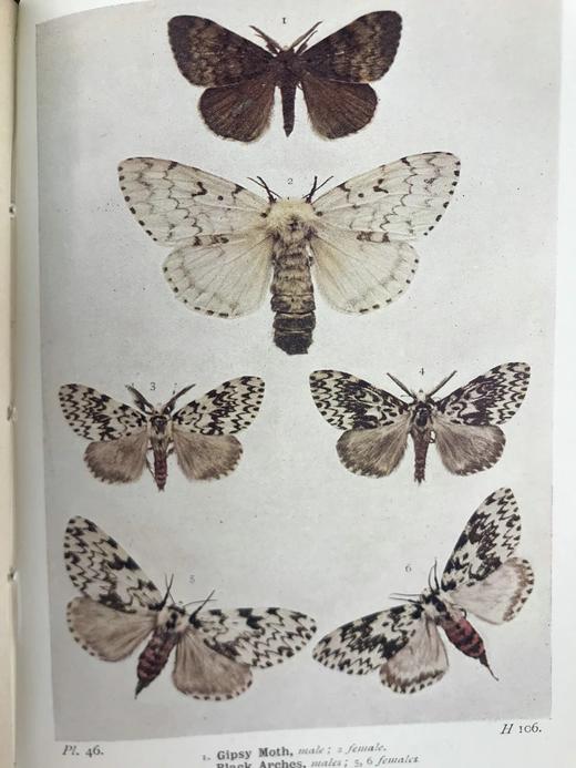 1907-1908年 不列颠群岛蛾类图鉴（2卷） 千余幅彩色插图 精装64开 商品图12