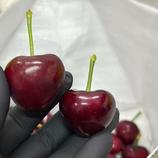 【山东美早大樱桃】烟台基地优质土壤+充足阳光+昼夜温差大，樱桃成熟度好，光泽感强，果肉厚实多汁，酸甜平衡，樱桃风味浓郁，适合送礼。净重2斤/箱，基地直采直发，江浙沪皖顺丰包邮~ 商品图2