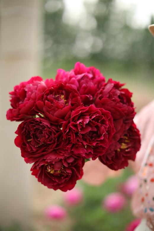 【预售，4.20陆续发出】老忠诚芍药【我是如此忠诚地爱你】简小姐精选 稀有进口复古红色重瓣芍药 2件包邮 顺丰空运直发 商品图8