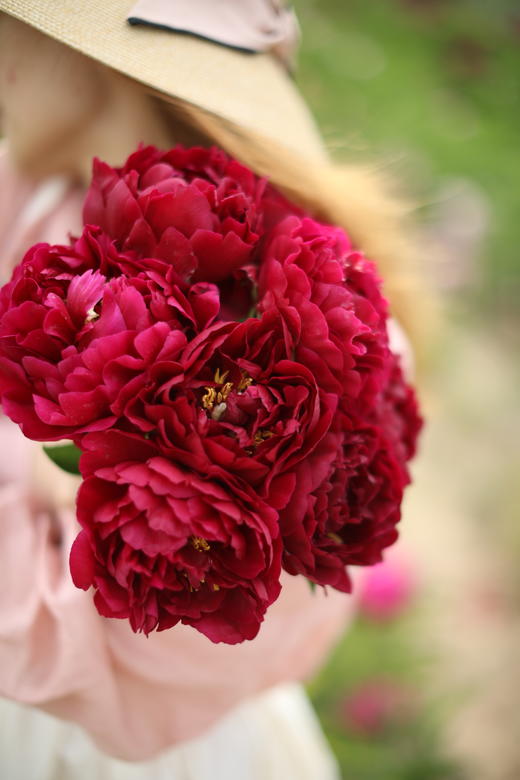 【预售，4.20陆续发出】老忠诚芍药【我是如此忠诚地爱你】简小姐精选 稀有进口复古红色重瓣芍药 2件包邮 顺丰空运直发 商品图11