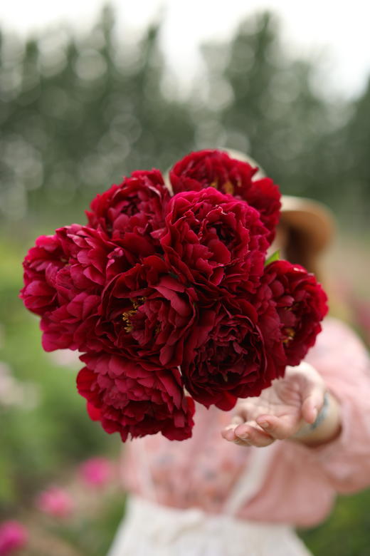 【预售，4.20陆续发出】老忠诚芍药【我是如此忠诚地爱你】简小姐精选 稀有进口复古红色重瓣芍药 2件包邮 顺丰空运直发 商品图4