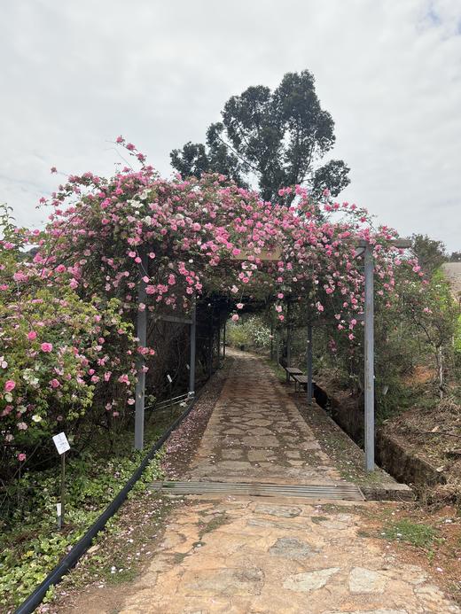 赏花早鸟价 商品图4