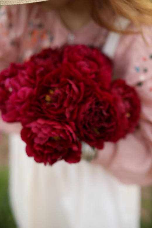 【预售，4.20陆续发出】老忠诚芍药【我是如此忠诚地爱你】简小姐精选 稀有进口复古红色重瓣芍药 2件包邮 顺丰空运直发 商品图6