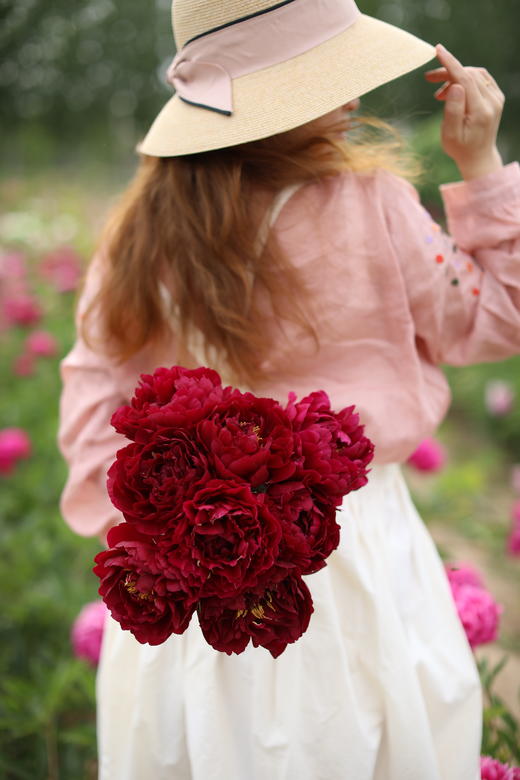 【预售，4.20陆续发出】老忠诚芍药【我是如此忠诚地爱你】简小姐精选 稀有进口复古红色重瓣芍药 2件包邮 顺丰空运直发 商品图2