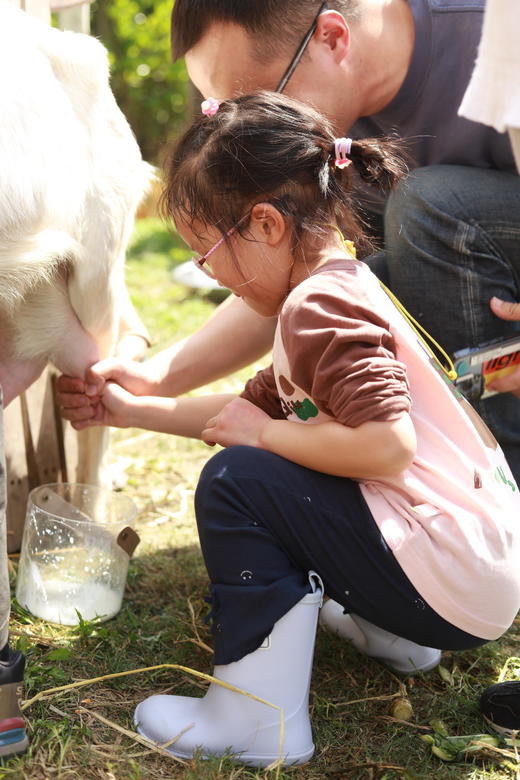 已成团4.6【新津.你好小羊亲子营】挤羊奶体验，品尝羊奶，田间漫步，蔬菜采摘，羊乳西米露，树棍面包。 商品图0