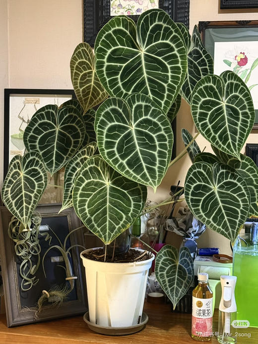 【2026.4.3绿植现货】90 #网红克莱恩花烛15（现货，下单即可到店自提） 商品图6