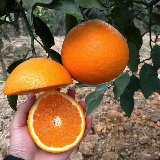  2026年四川青见果冻橙 鲜嫩，入口爆汁 商品图4