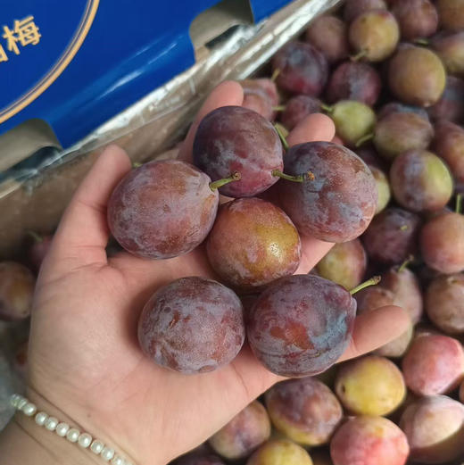 【瘦身季西梅来啦】活动爆款回馈，醇甜可口，越放越甜越好吃的那种，实惠性价比果粉足水分高，瘦身好果，芳香甜美！ 商品图0