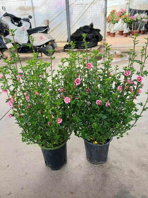 【2026.4.3绿植现货】1加仑小木槿25（现货，下单即可到店自提） 商品图1