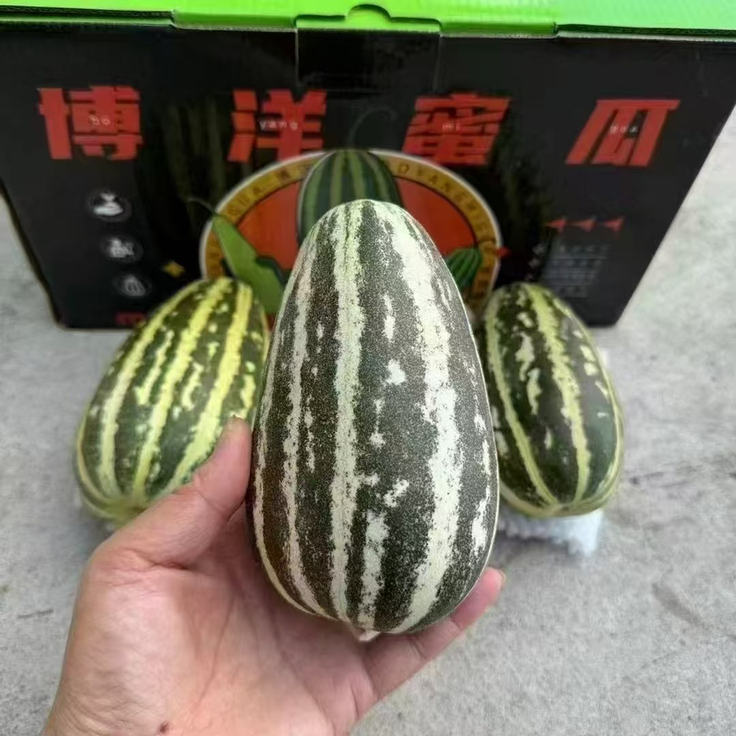 预售5号-博洋玲珑蜜瓜