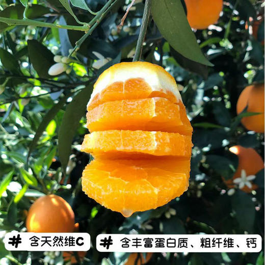 【伦晚橙】花果同枝，自带橙花香气，新鲜采摘，皮厚紧实，果肉饱满，一口咬下去，汁水四溢，化渣无籽，清甜回甘！ 商品图1