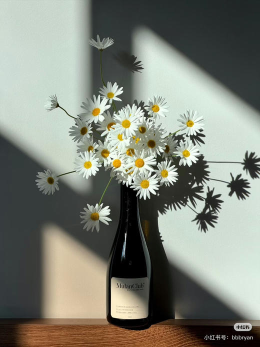 预售1号到货白色玛格丽特 商品图2