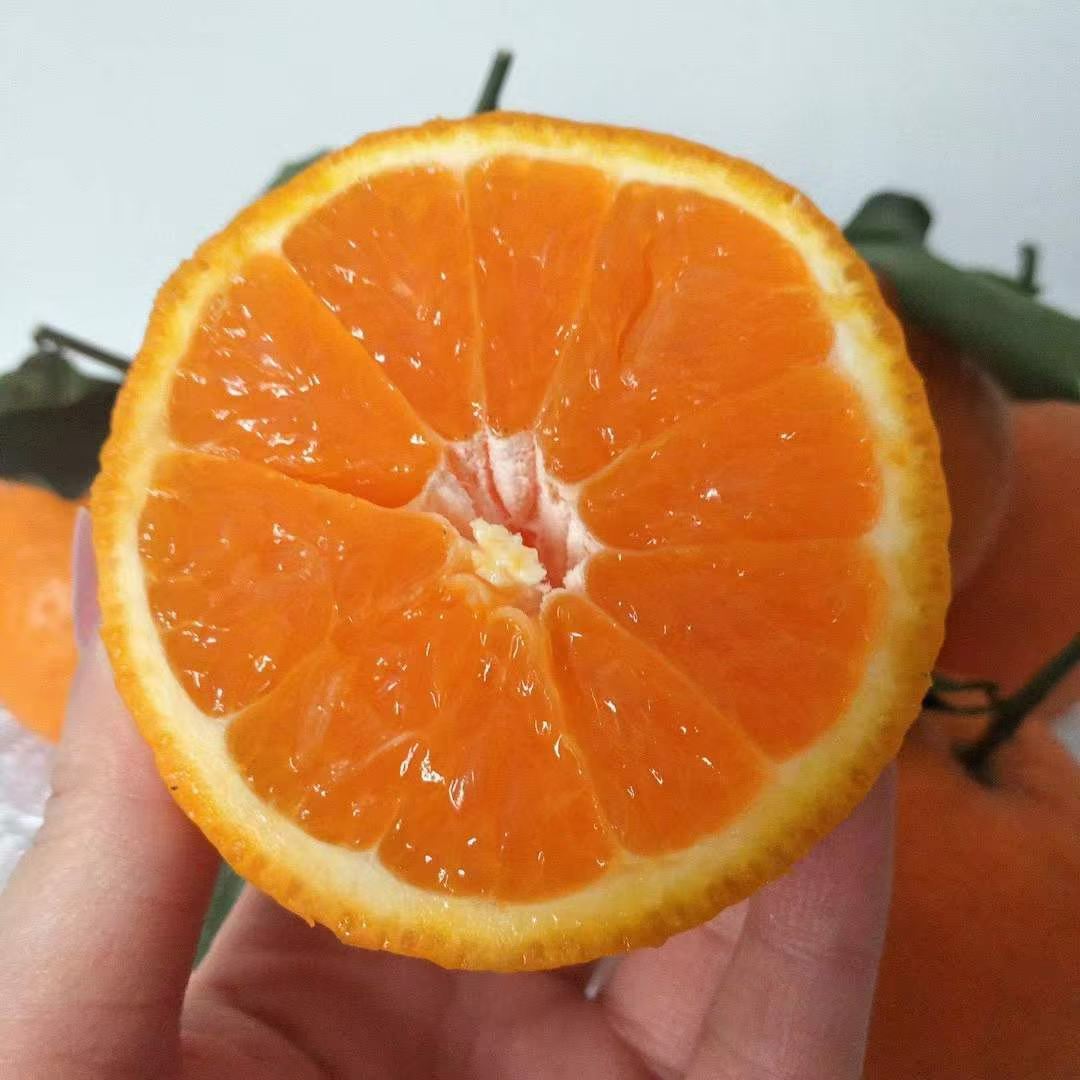  2026年四川青见果冻橙 鲜嫩，入口爆汁