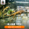 【单人联票】虫返侏罗纪-爬行动物博物馆+恐龙人防灾避险体验馆+侏罗纪冰封冒险家●冰雪乐园 商品缩略图0