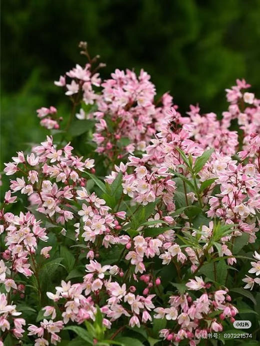 【2026.4.3绿植现货】150#溲疏雪樱花20（现货，下单即可到店自提） 商品图3