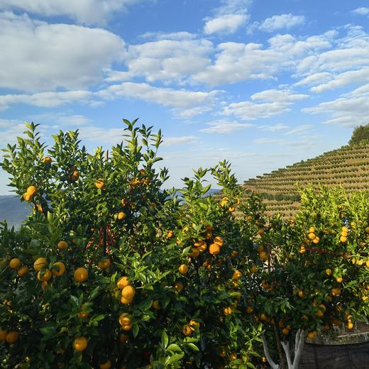 010沃柑小小 X高山美物 个小但清甜多汁 皮薄肉嫩 清香浓郁 高海拔种植，每一口都是阳光的味道 看得见的放心 商品图1