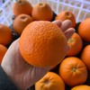 明天到货！新下树！秭归晚熟江沐橙【7斤装】～几乎纯甜，果肉鲜嫩，汁水足，橙味浓郁。 商品缩略图3