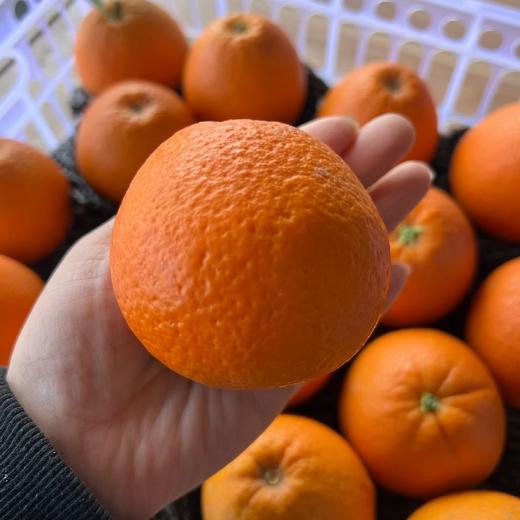 明天到货！新下树！秭归晚熟江沐橙【7斤装】～几乎纯甜，果肉鲜嫩，汁水足，橙味浓郁。 商品图3