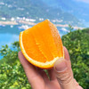 『秭归伦晚脐橙』橙香浓郁，鲜甜爆汁，现摘现发，又名帝王橙 商品缩略图9