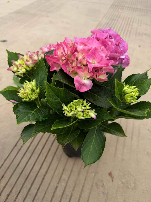 【2026.4.3绿植现货】150# A级绣球40（现货，下单即可到店自提） 商品图6