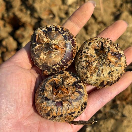 【顺丰发货】广西荔浦水果马蹄 人工采摘 口感清甜 多食不腻 自然回甘 商品图1