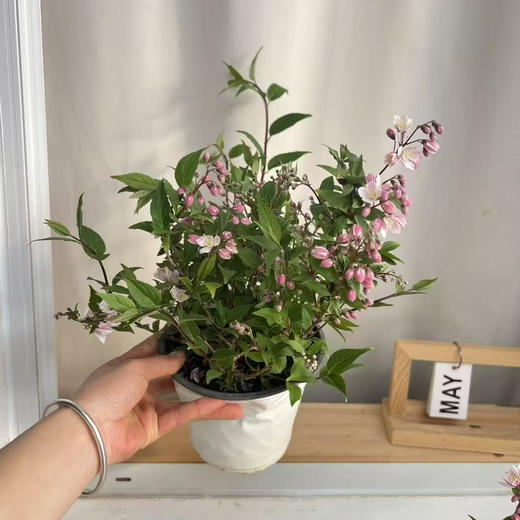 【2026.4.3绿植现货】150#溲疏雪樱花20（现货，下单即可到店自提） 商品图4