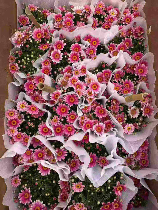 【2026.4.3绿植现货】150#玛格丽特15（现货，下单即可到店自提） 商品图0